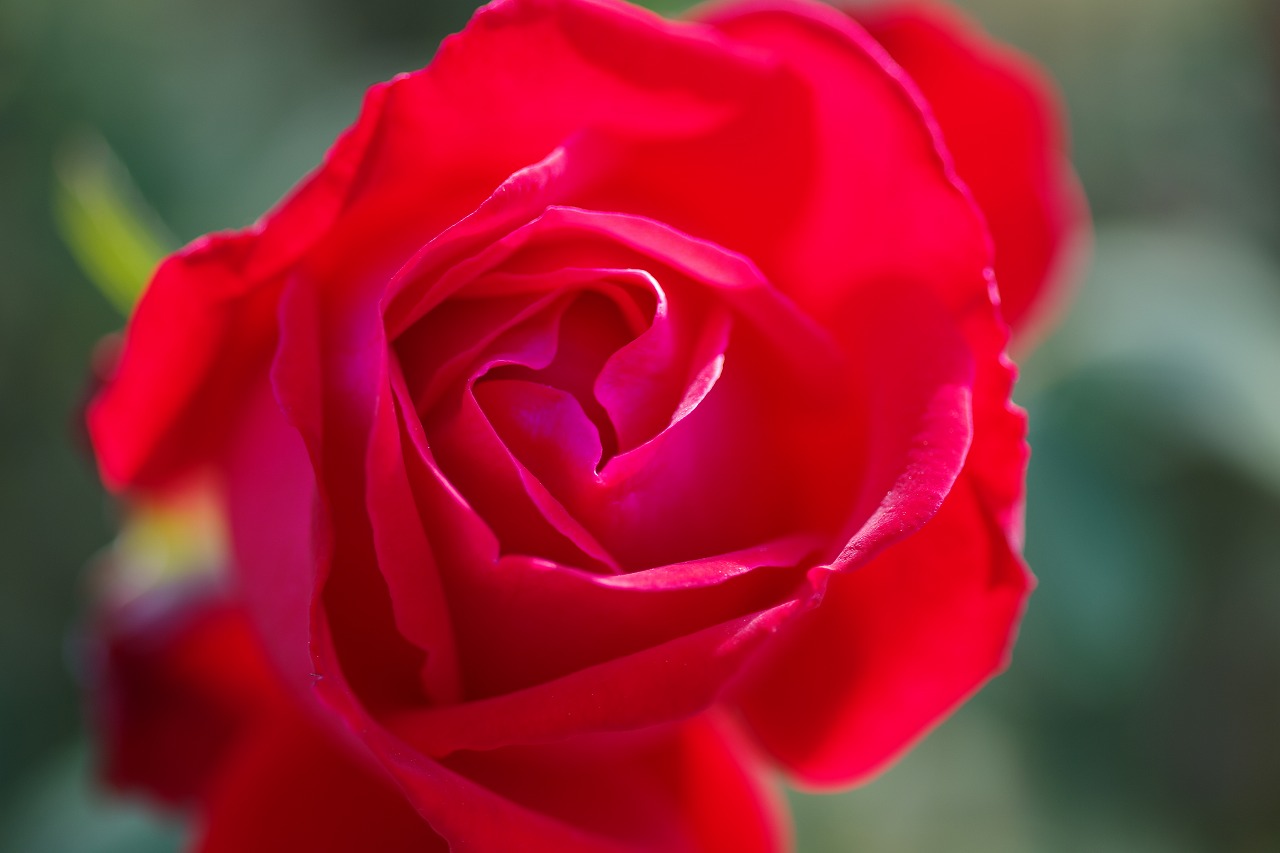 栃木県足利市のあしかがフラワーパークの花々