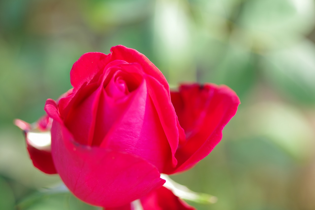 栃木県足利市のあしかがフラワーパークの花々