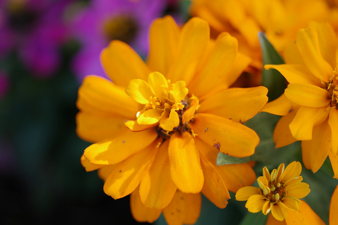 栃木県足利市のあしかがフラワーパークの花々