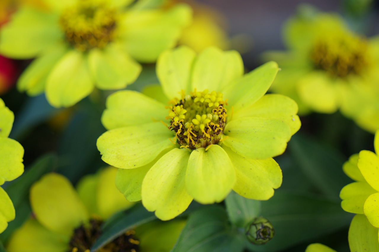 栃木県足利市のあしかがフラワーパークの花々