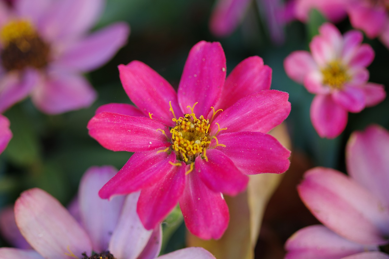 栃木県足利市のあしかがフラワーパークの花々