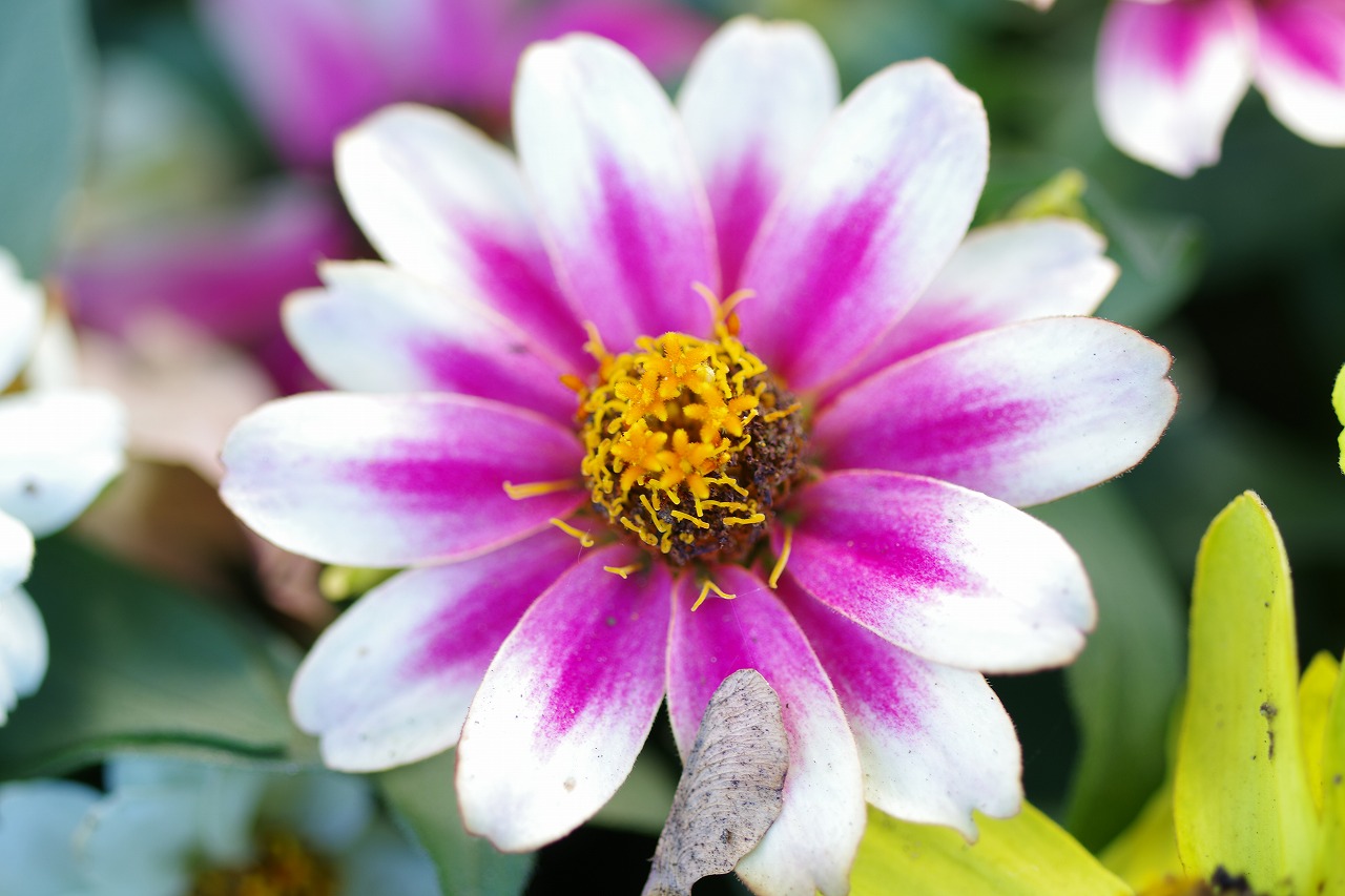 栃木県足利市のあしかがフラワーパークの花々