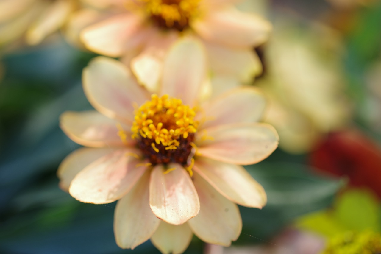 栃木県足利市のあしかがフラワーパークの花々