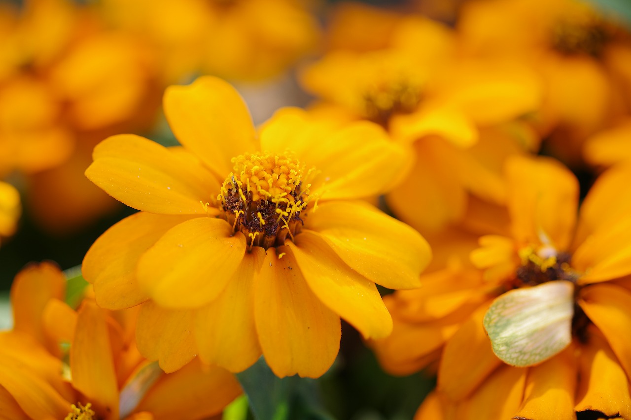 栃木県足利市のあしかがフラワーパークの花々