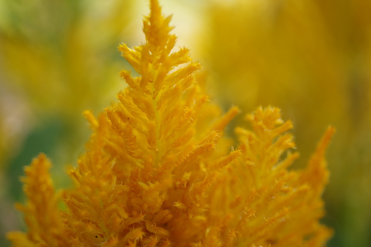 栃木県足利市のあしかがフラワーパークの花々