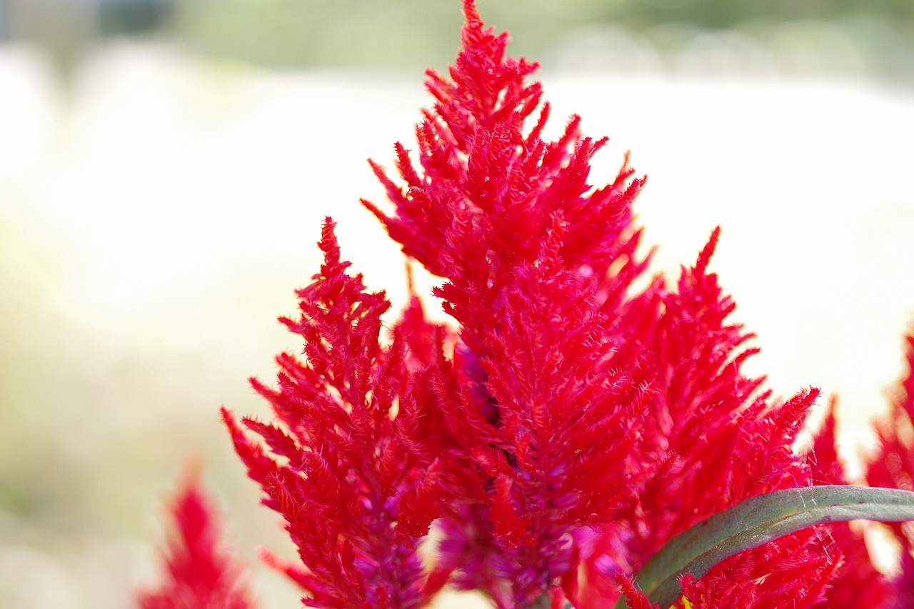 栃木県足利市のあしかがフラワーパークの花々