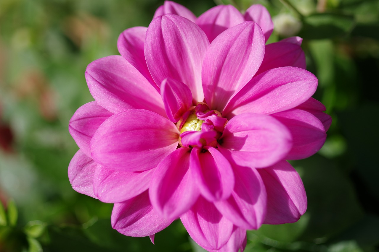 栃木県足利市のあしかがフラワーパークの花々