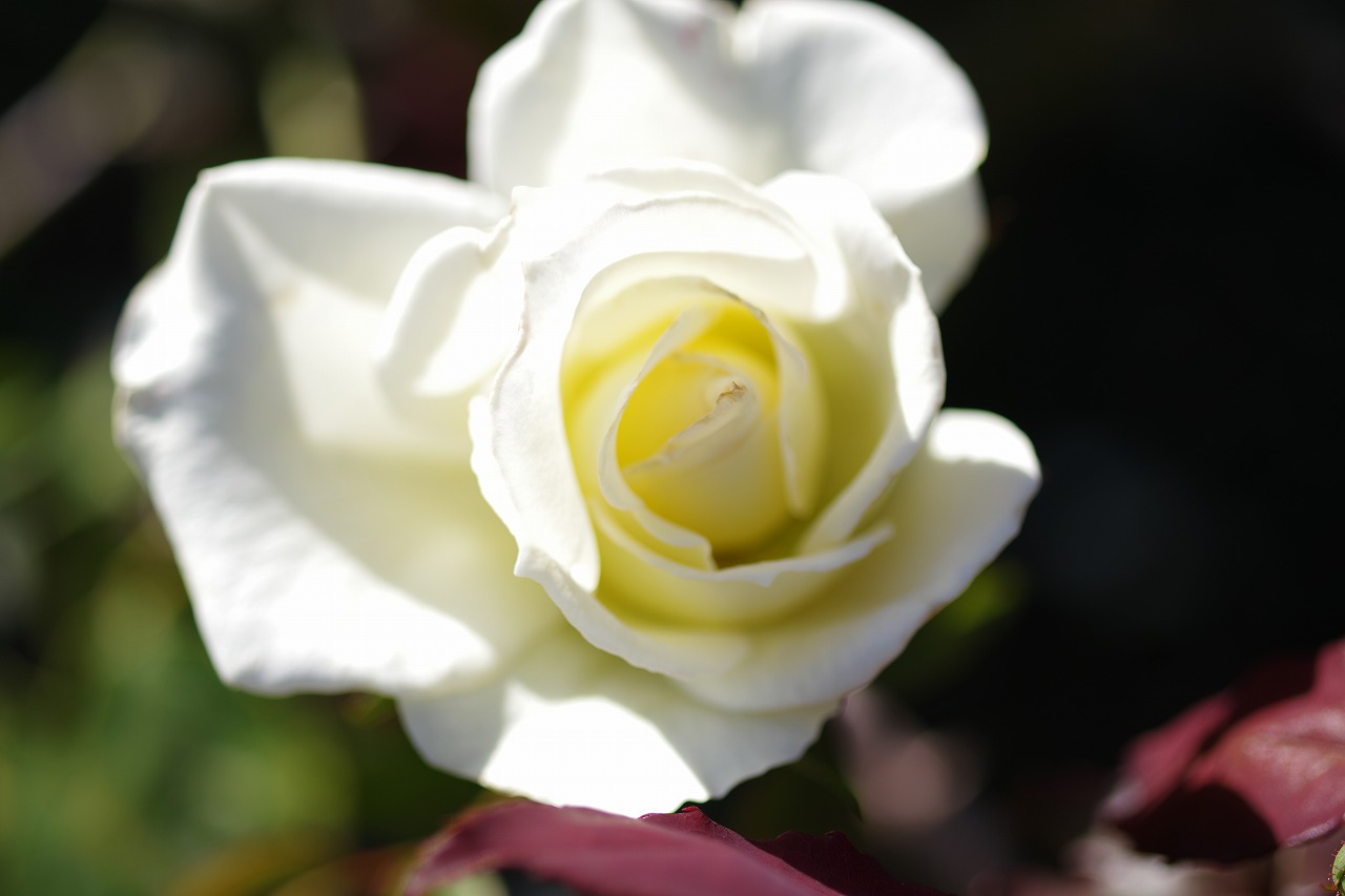 栃木県足利市のあしかがフラワーパークの花々