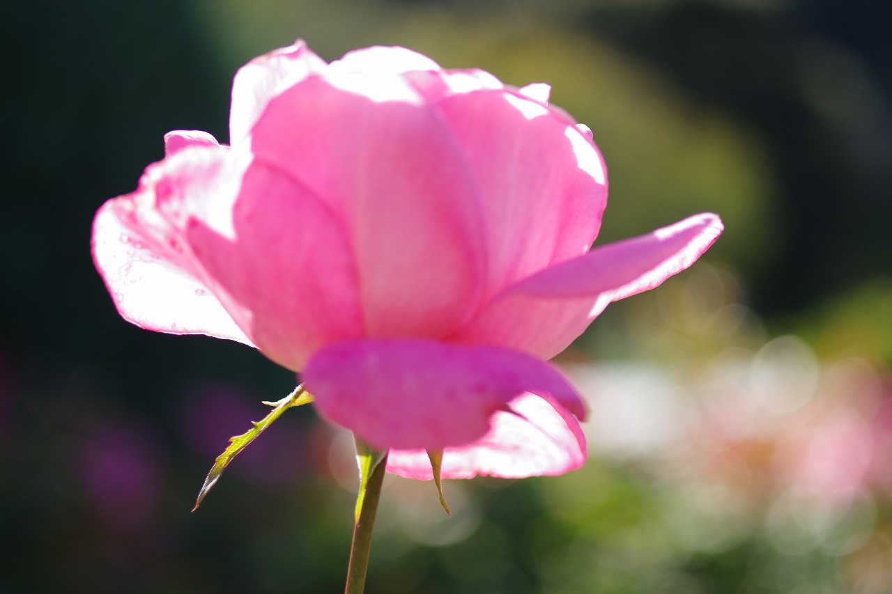 栃木県足利市のあしかがフラワーパークの花々