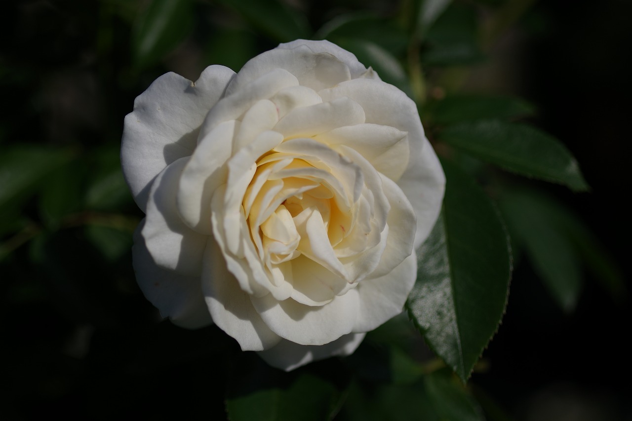 栃木県足利市のあしかがフラワーパークの花々