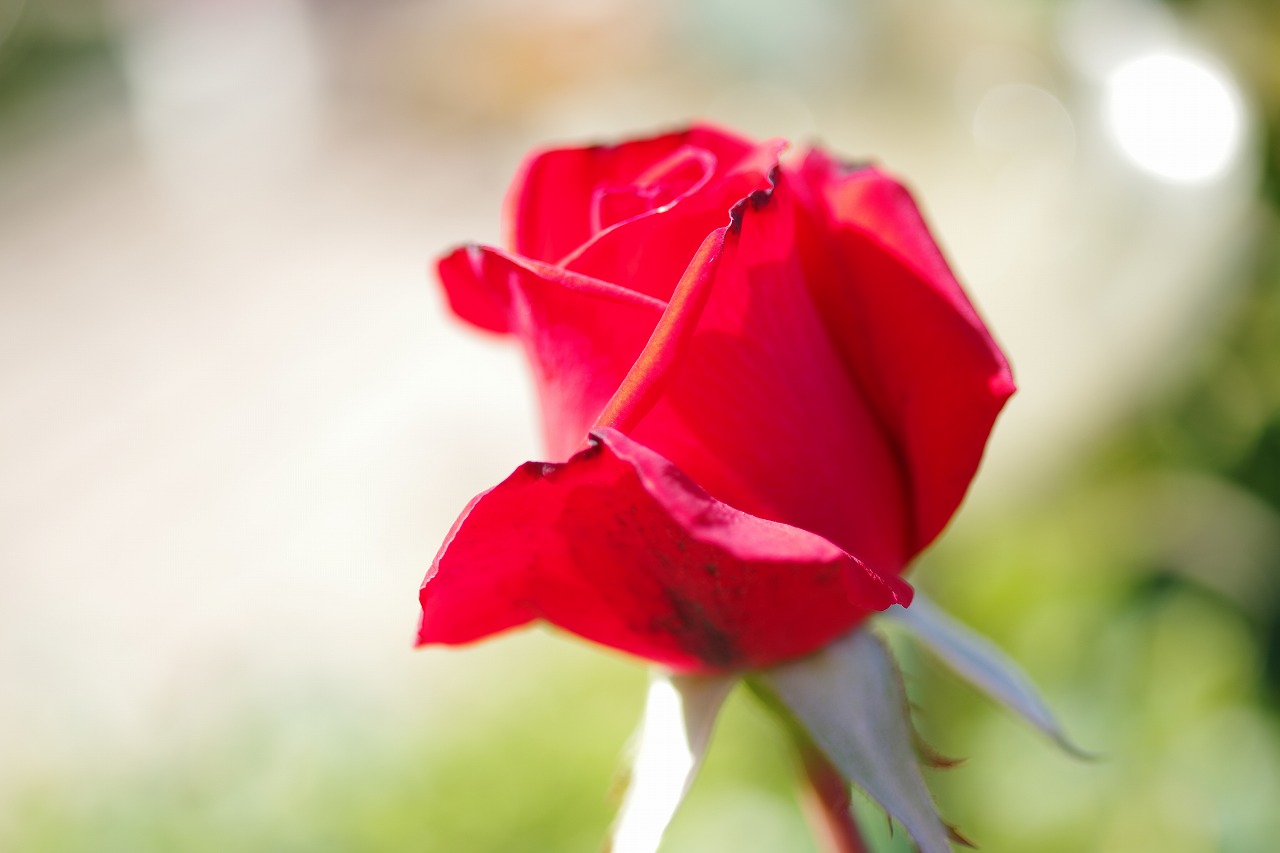 栃木県足利市のあしかがフラワーパークの花々