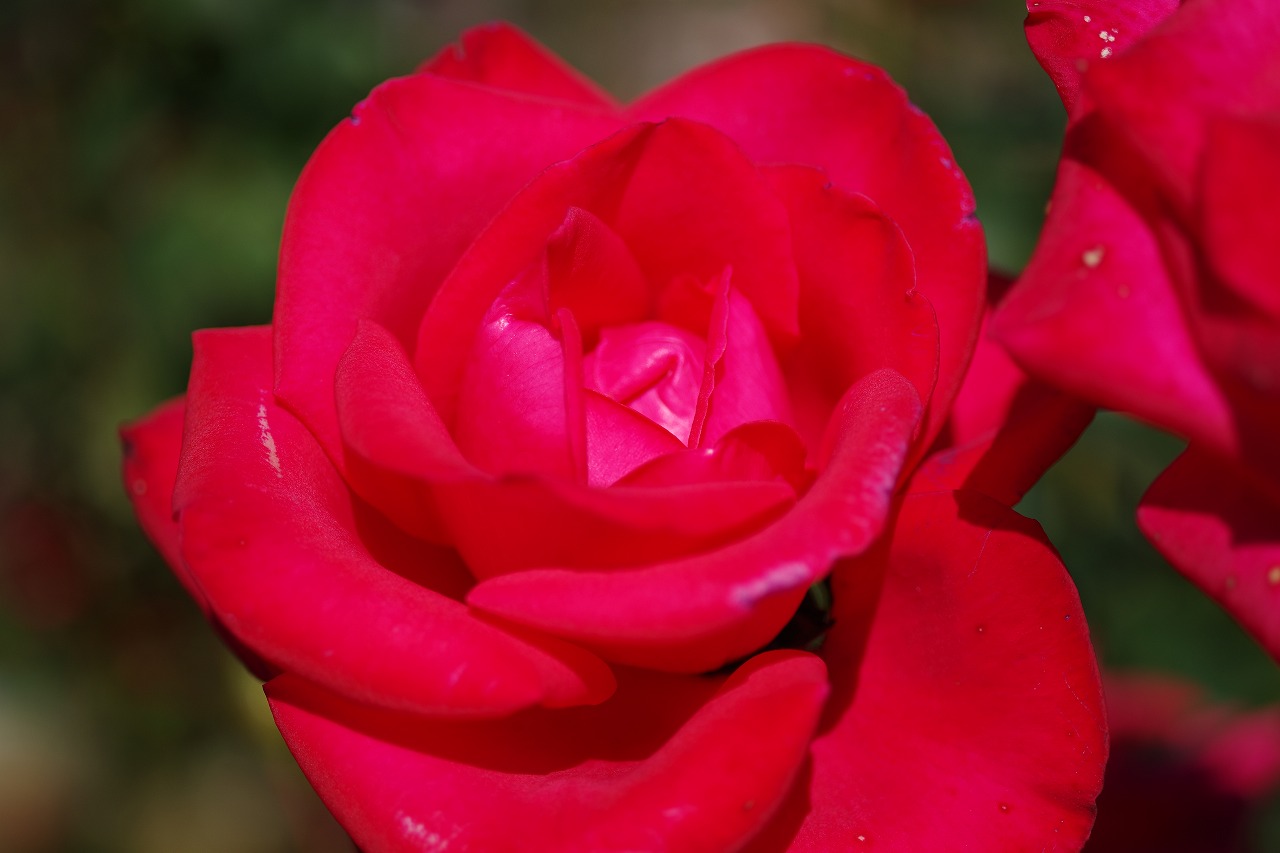 栃木県足利市のあしかがフラワーパークの花々
