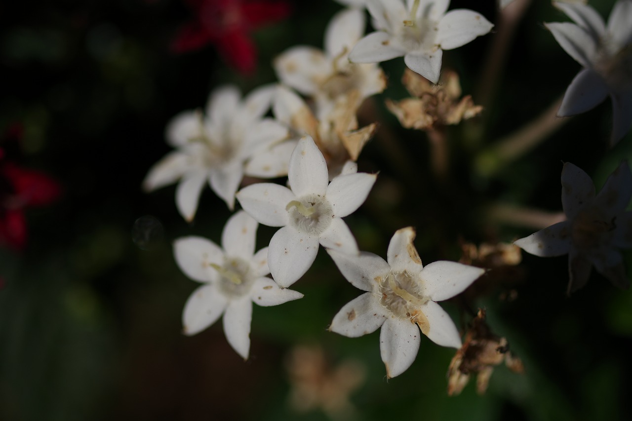 栃木県足利市のあしかがフラワーパークの花々