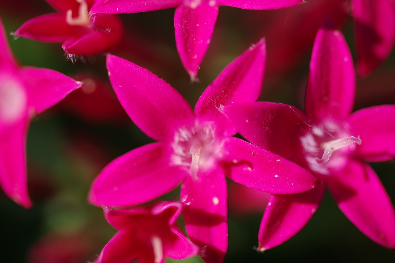 栃木県足利市のあしかがフラワーパークの花々