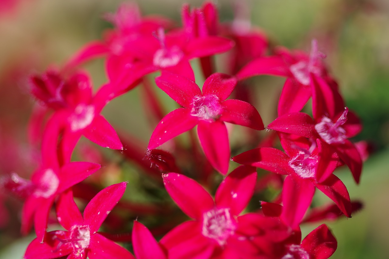 栃木県足利市のあしかがフラワーパークの花々