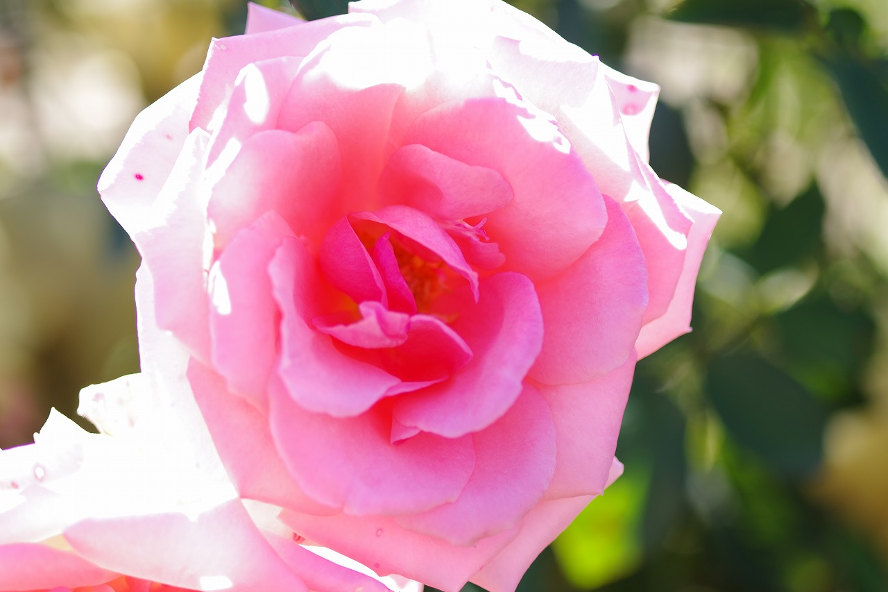 栃木県足利市のあしかがフラワーパークの花々