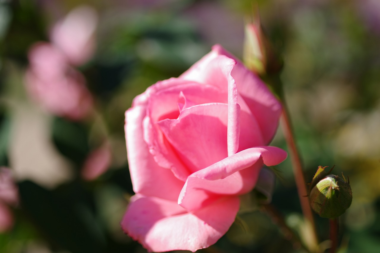 栃木県足利市のあしかがフラワーパークの花々