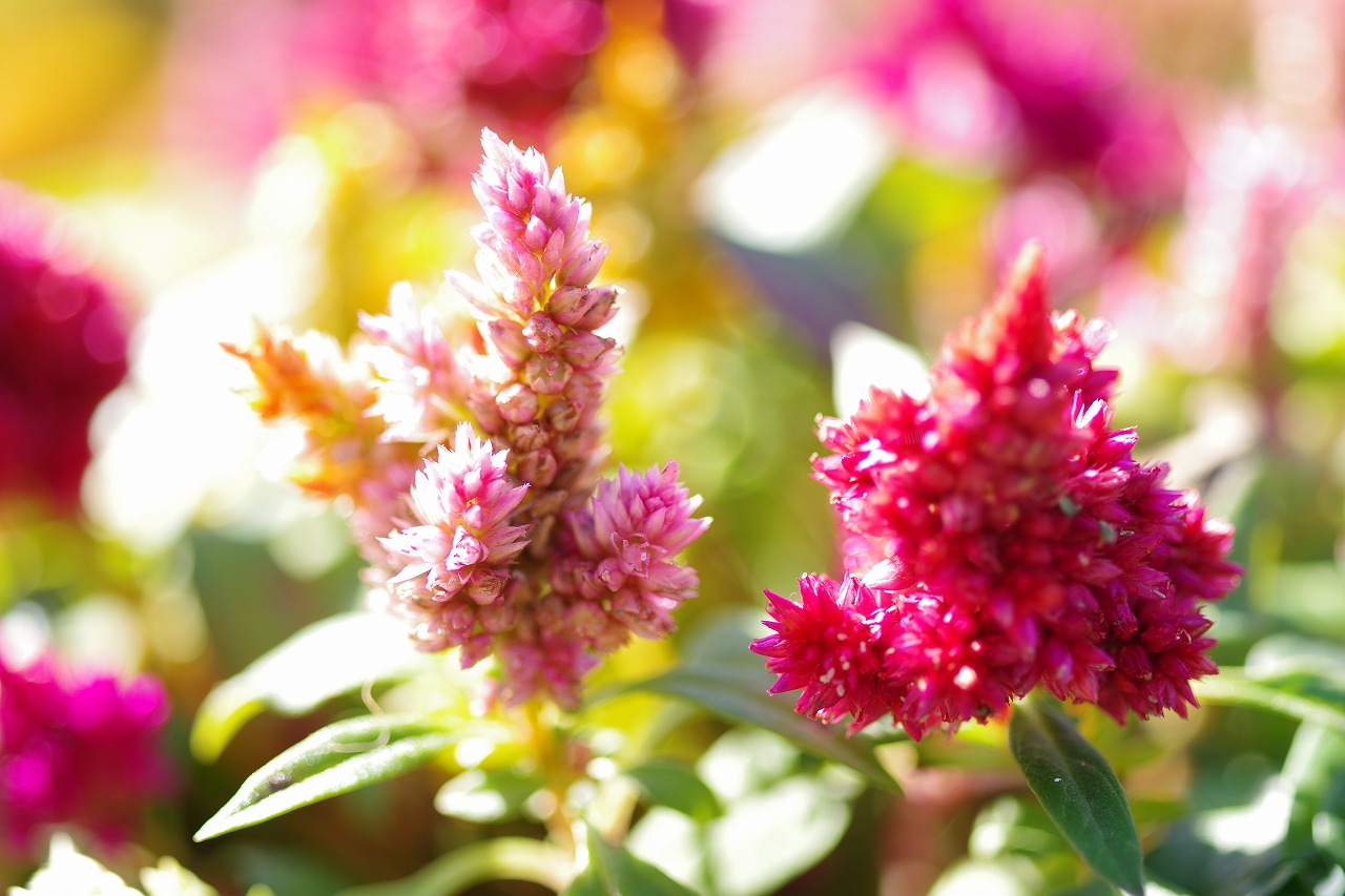 栃木県足利市のあしかがフラワーパークの花々