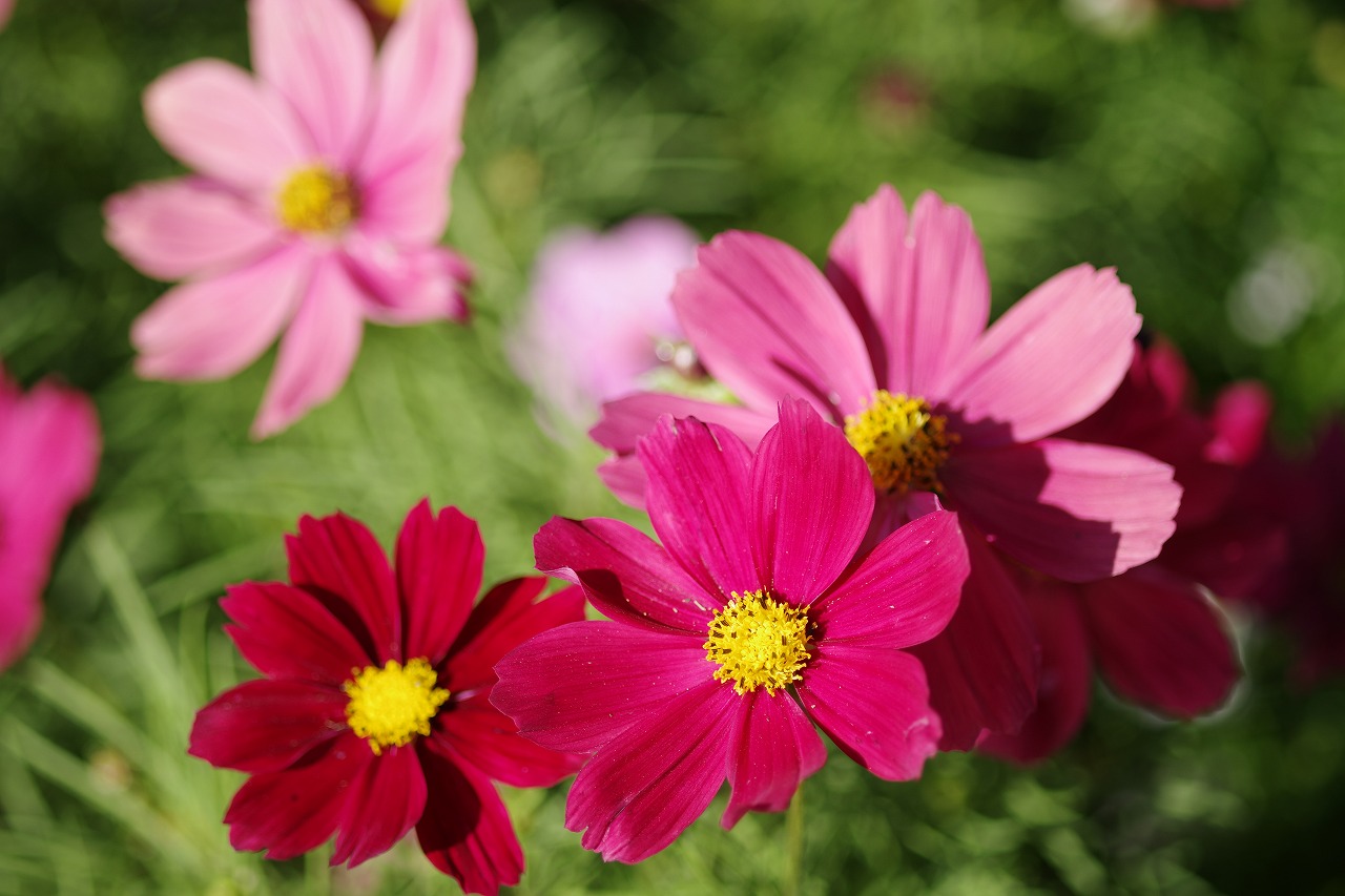 栃木県足利市のあしかがフラワーパークの花々