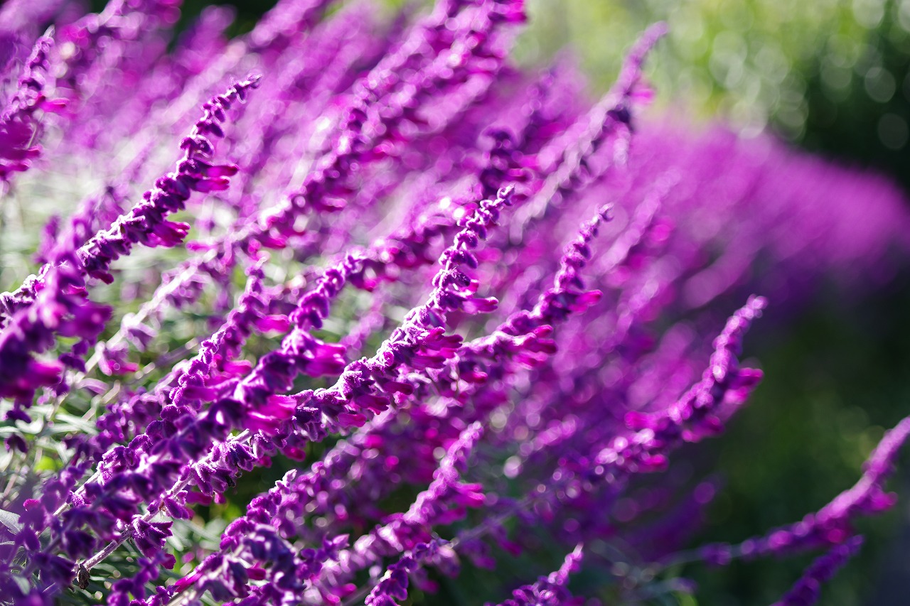 栃木県足利市のあしかがフラワーパークの花々