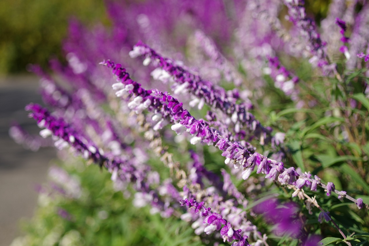栃木県足利市のあしかがフラワーパークの花々
