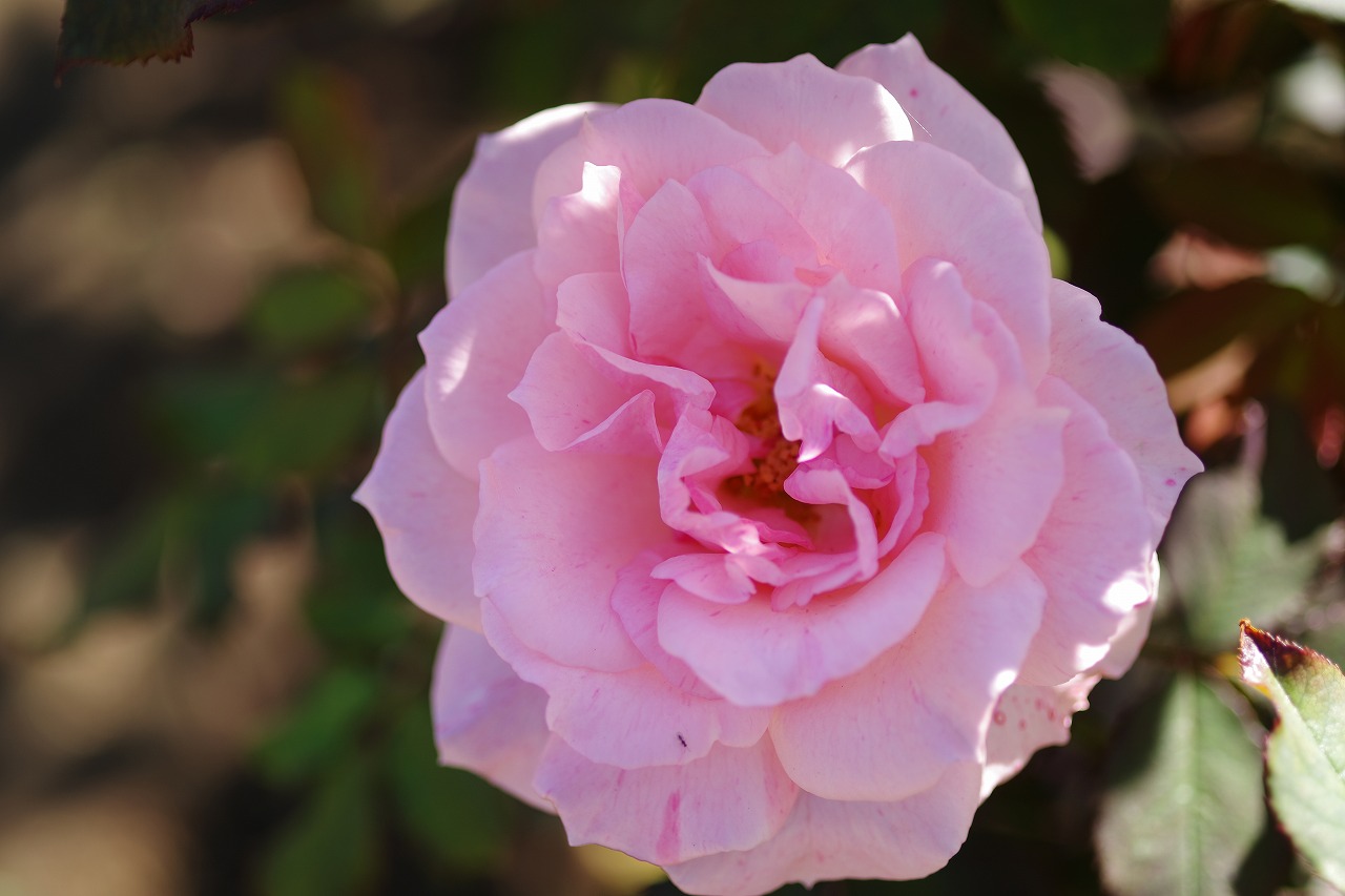 栃木県足利市のあしかがフラワーパークの花々