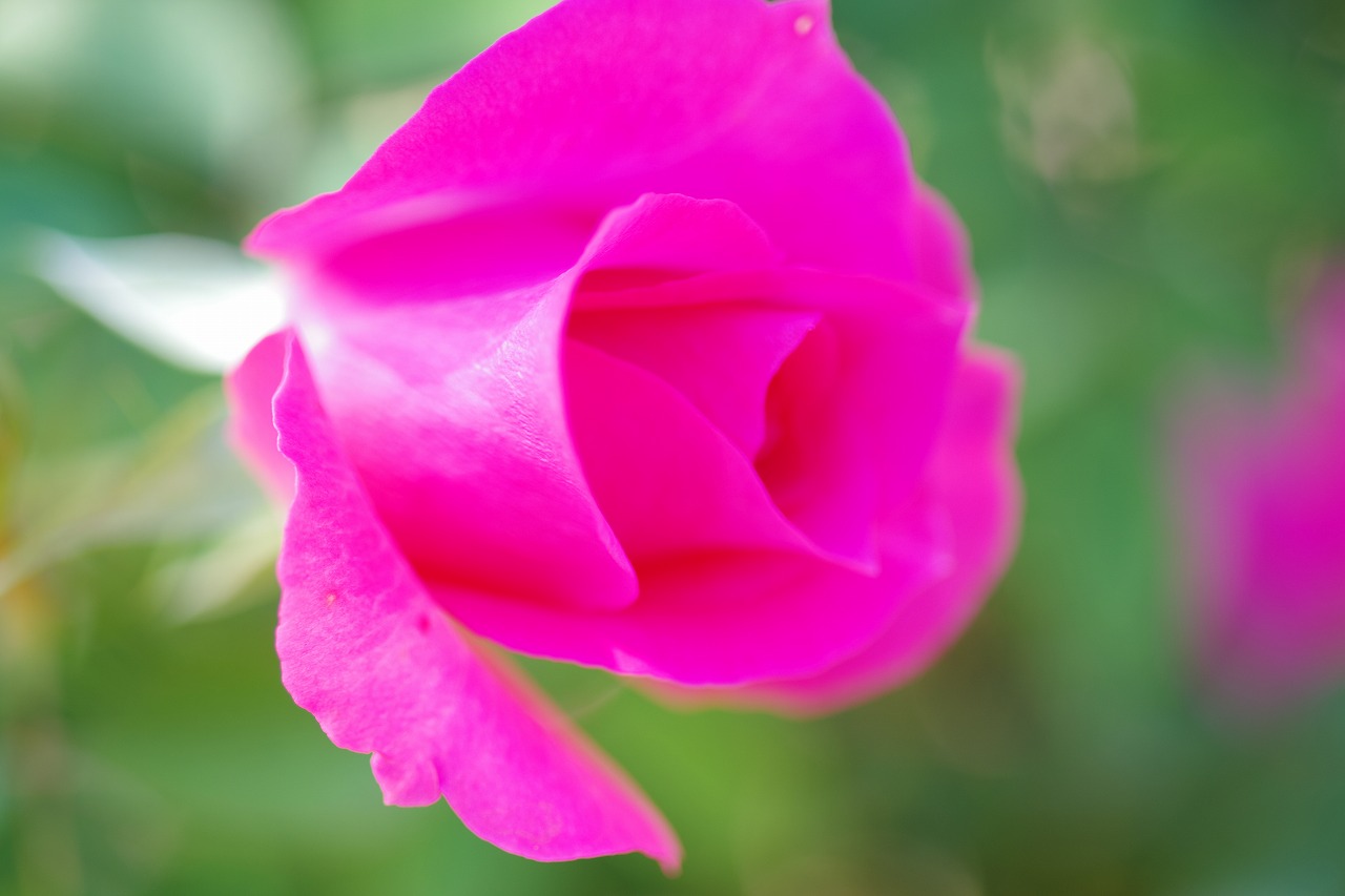 栃木県足利市のあしかがフラワーパークの花々