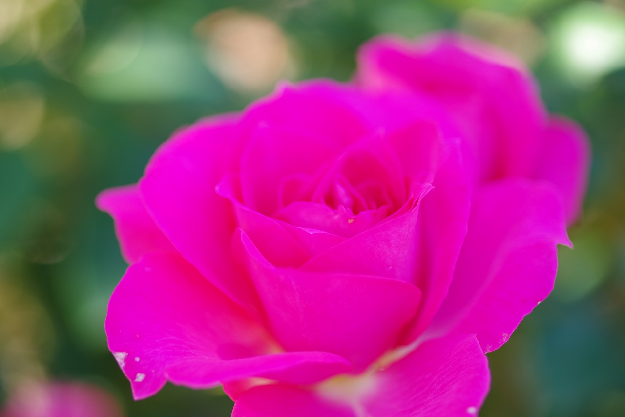 栃木県足利市のあしかがフラワーパークの花々