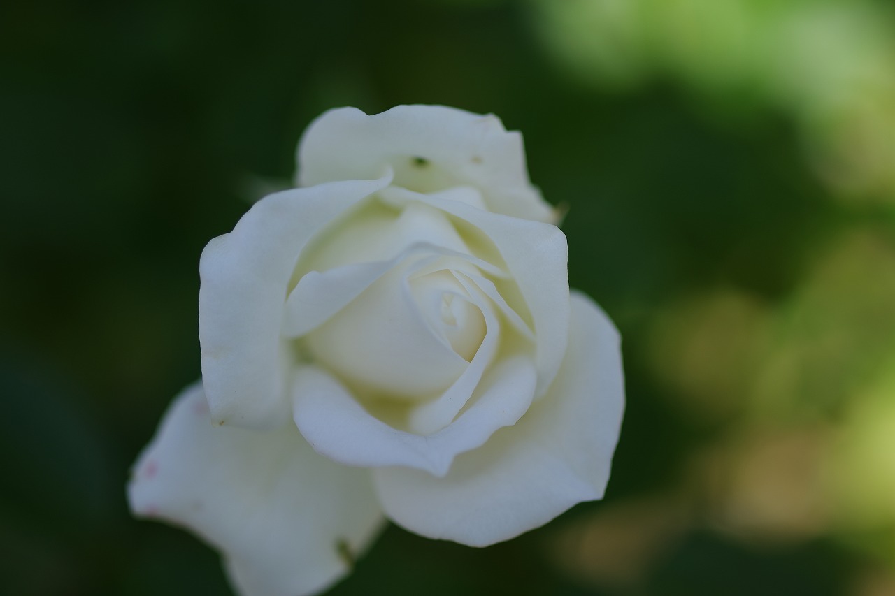 栃木県足利市のあしかがフラワーパークの花々