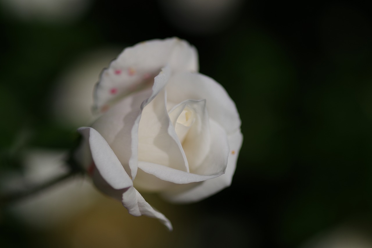 栃木県足利市のあしかがフラワーパークの花々