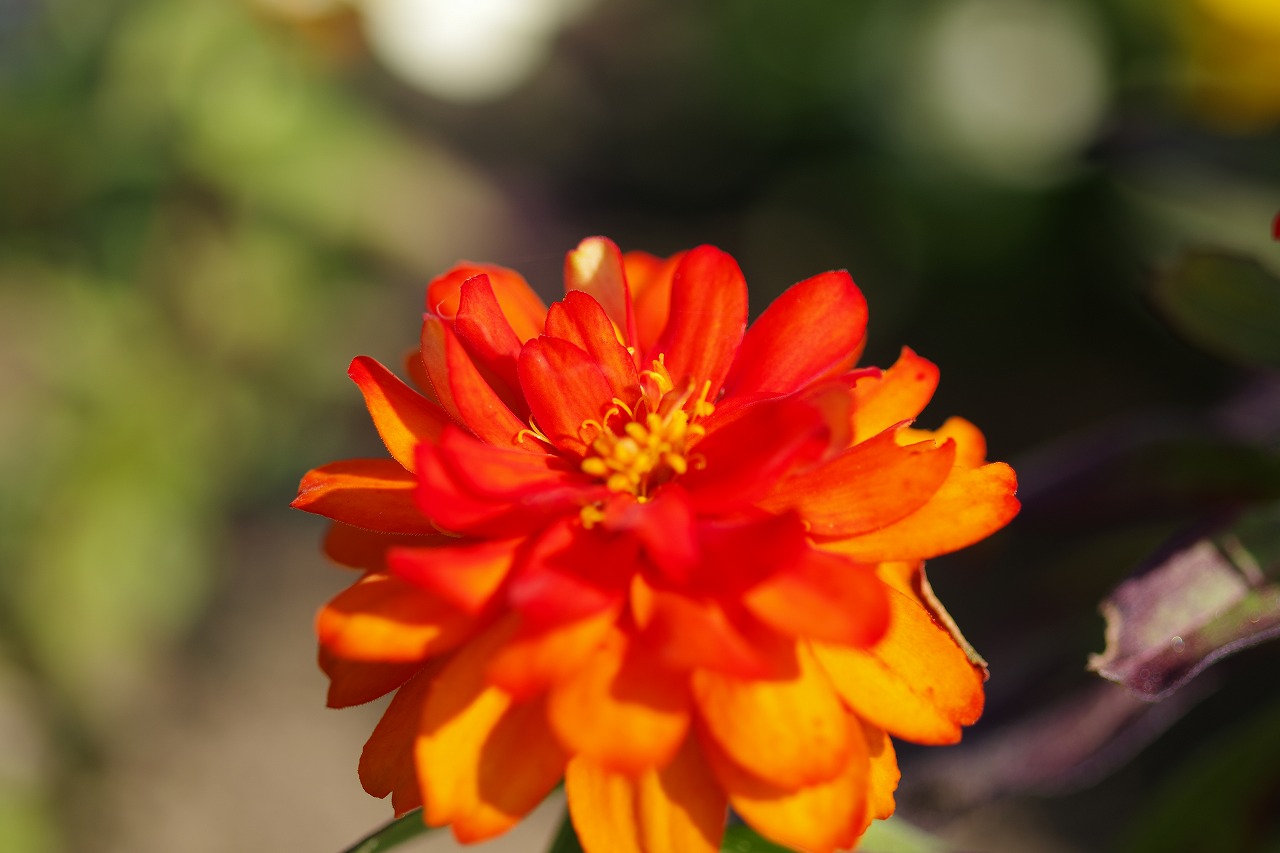 群馬県前橋市の群馬フラワーパークの花々