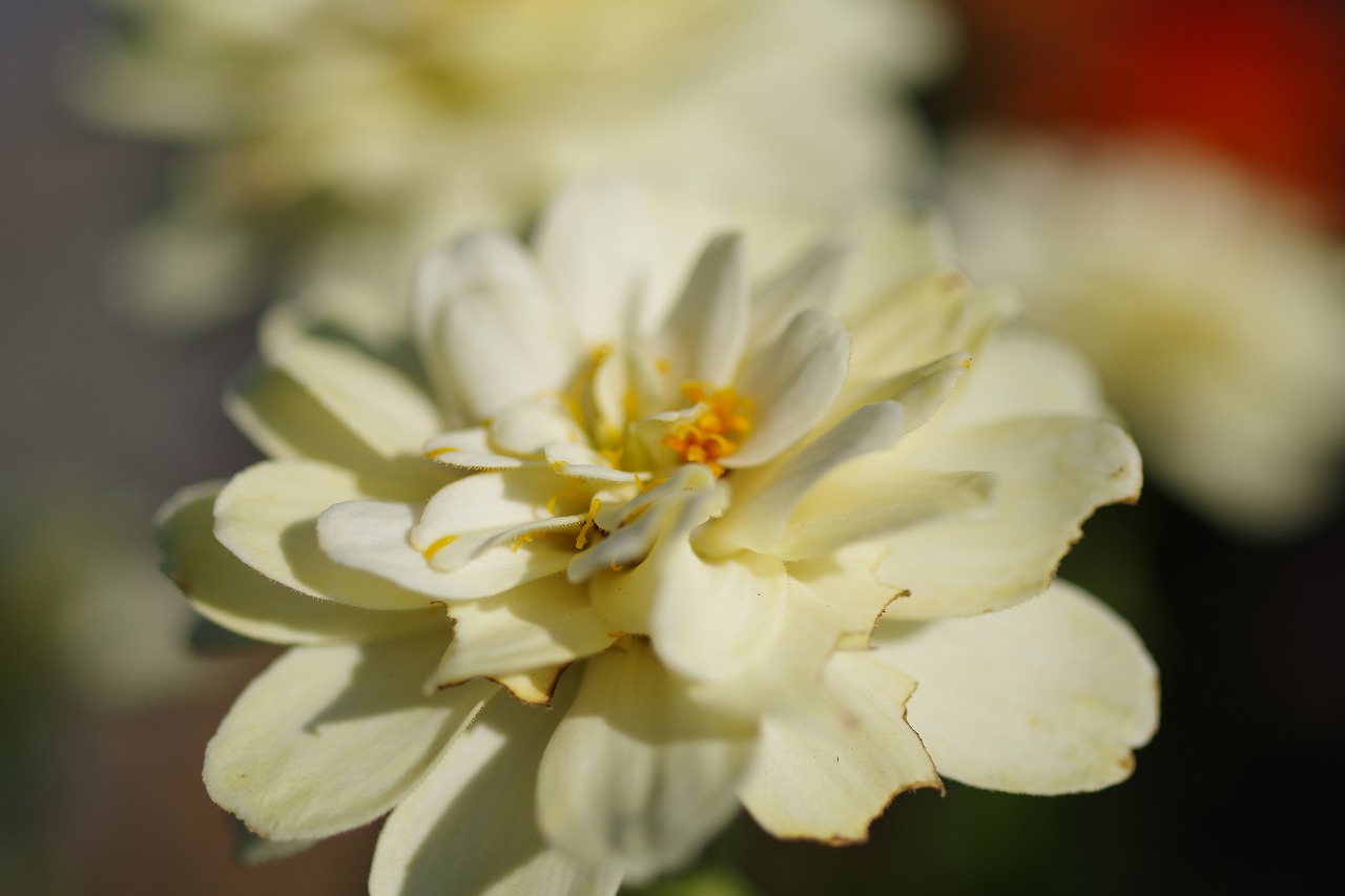 群馬県前橋市の群馬フラワーパークの花々