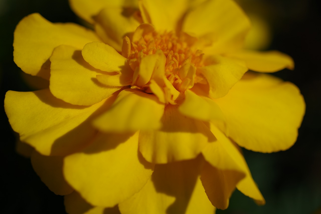 群馬県前橋市の群馬フラワーパークの花々