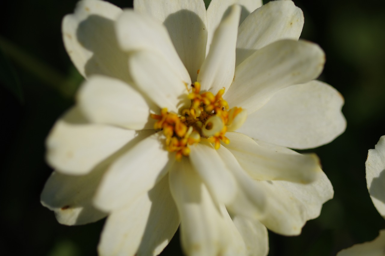 群馬県前橋市の群馬フラワーパークの花々