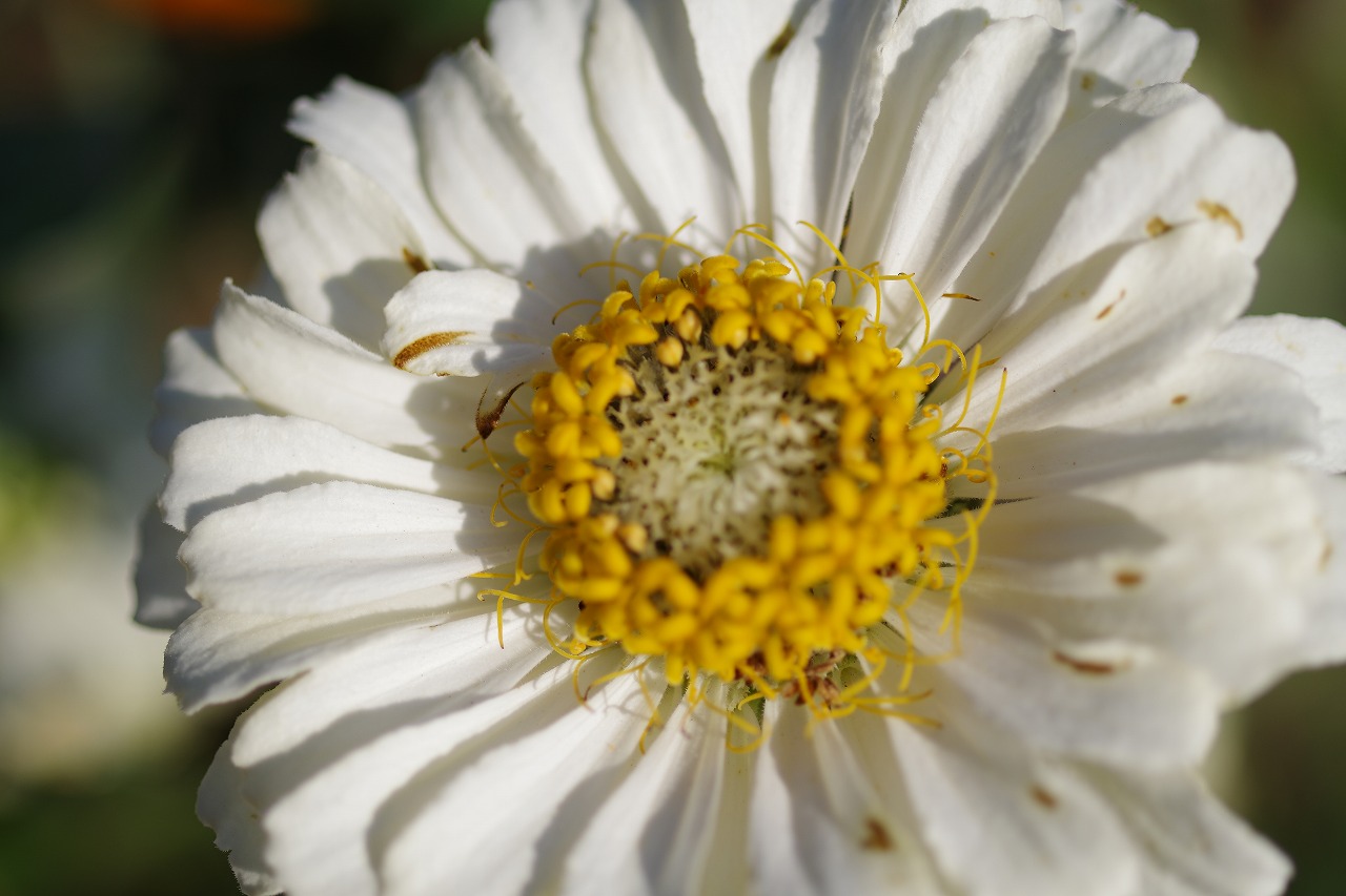 群馬県前橋市の群馬フラワーパークの花々