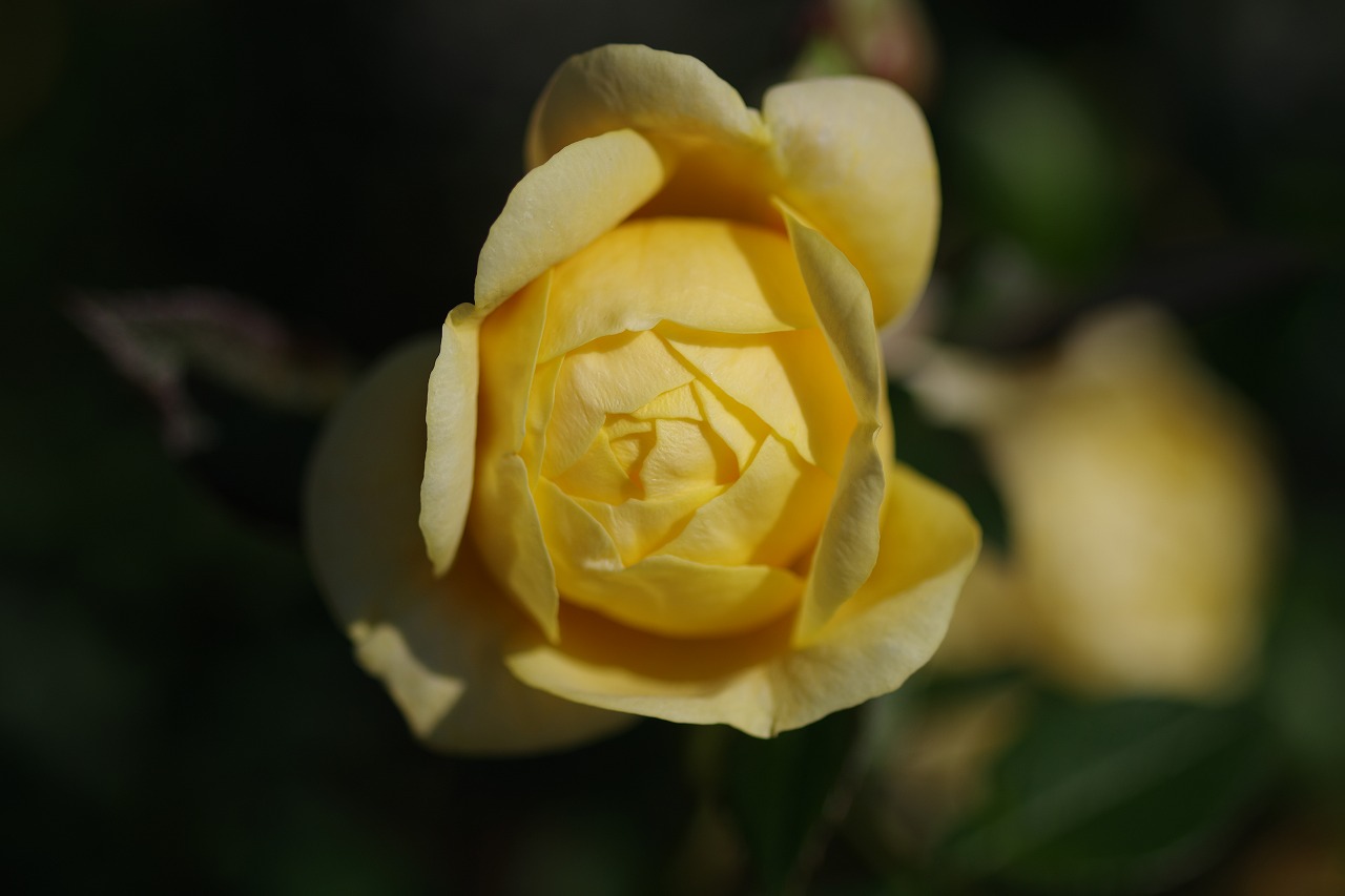 群馬県前橋市の群馬フラワーパークの花々