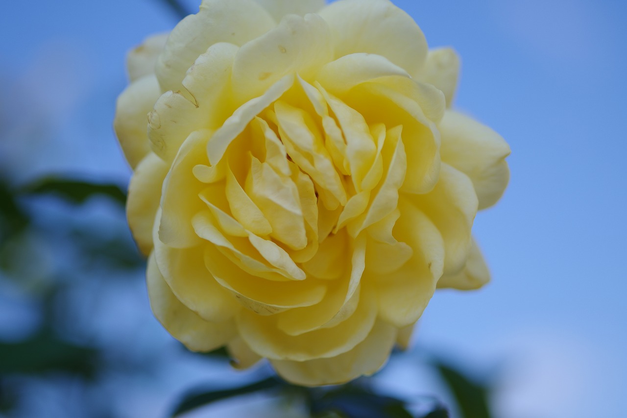 群馬県前橋市の群馬フラワーパークの花々