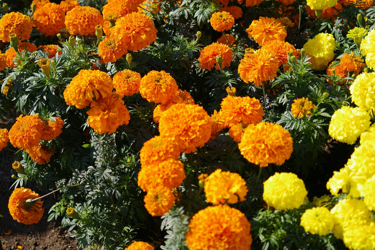 群馬県前橋市の群馬フラワーパークの花々
