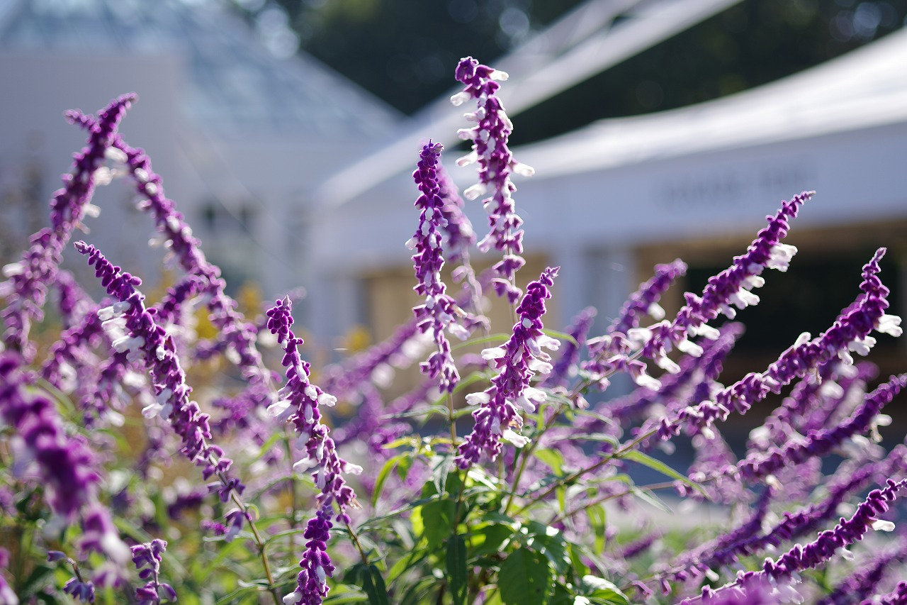 群馬県前橋市の群馬フラワーパークの花々