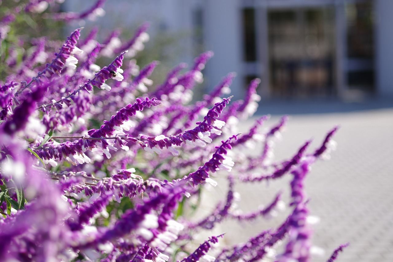 群馬県前橋市の群馬フラワーパークの花々