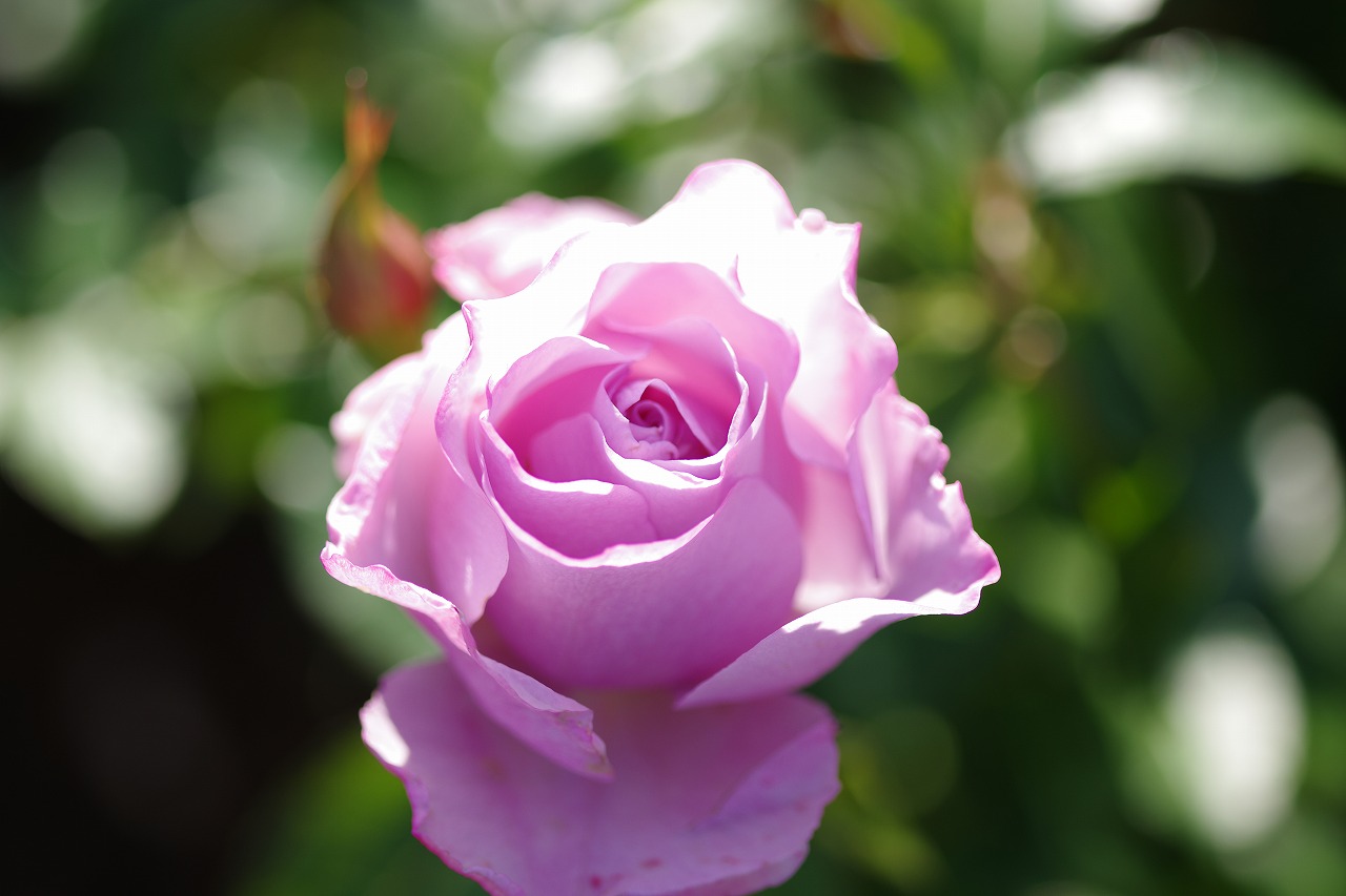 群馬県前橋市の群馬フラワーパークの花々