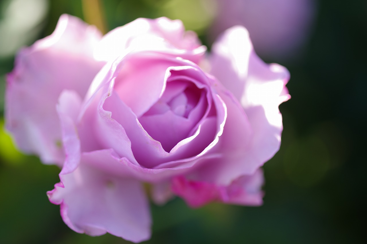 群馬県前橋市の群馬フラワーパークの花々