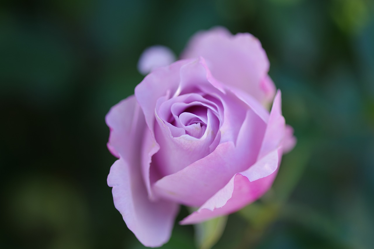 群馬県前橋市の群馬フラワーパークの花々