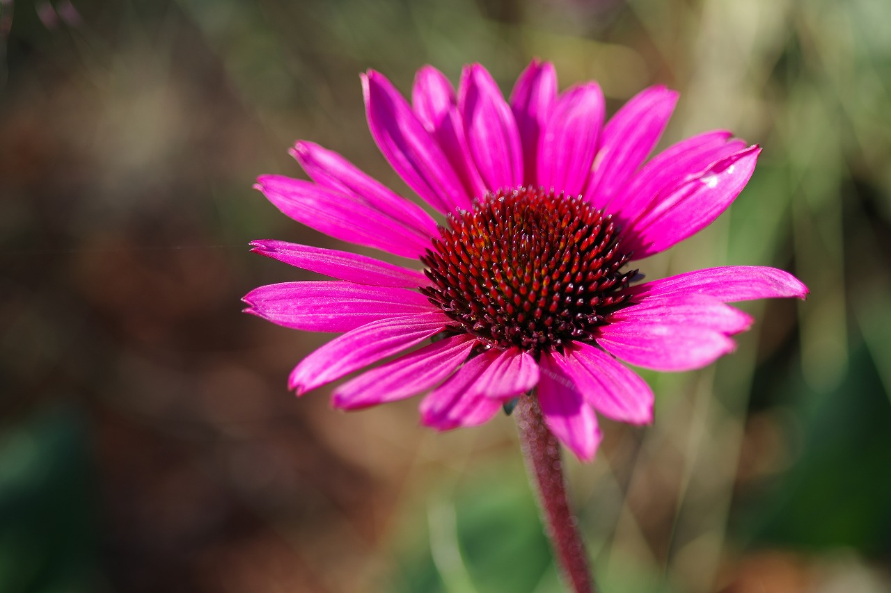 群馬県前橋市の群馬フラワーパークの花々
