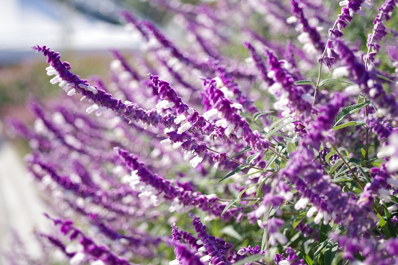 群馬県前橋市の群馬フラワーパークの花々