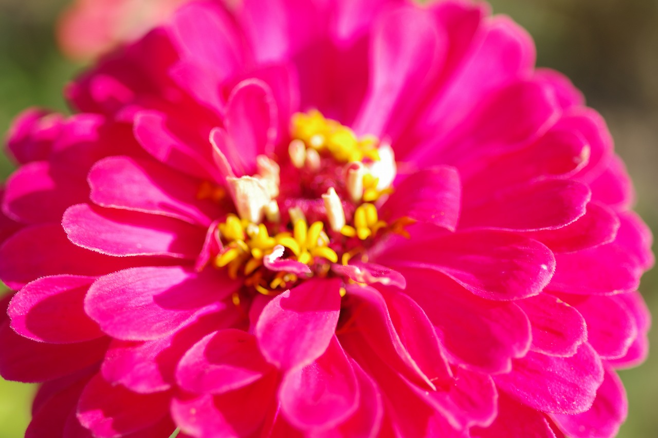 群馬県前橋市の群馬フラワーパークの花々