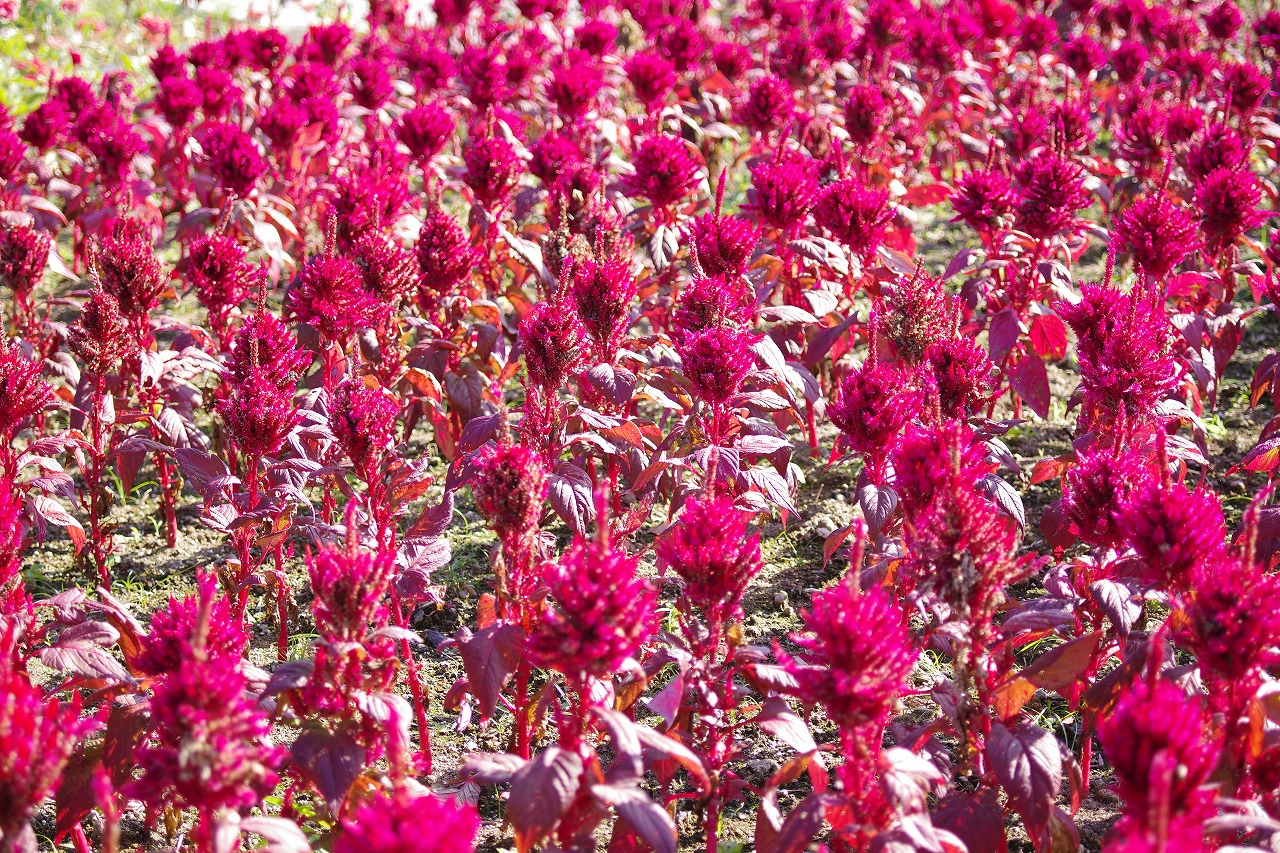 群馬県前橋市の群馬フラワーパークの花々