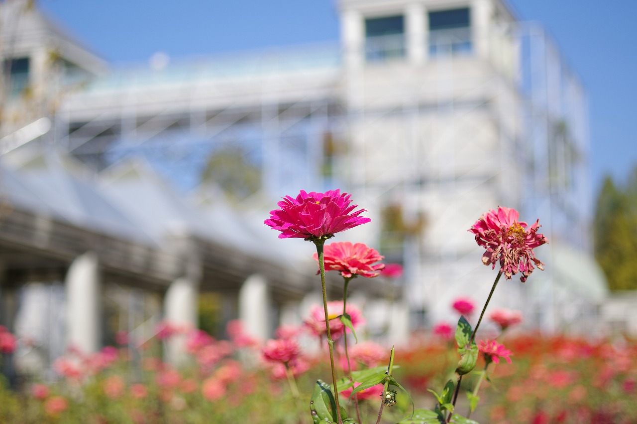 群馬県前橋市の群馬フラワーパークの花々