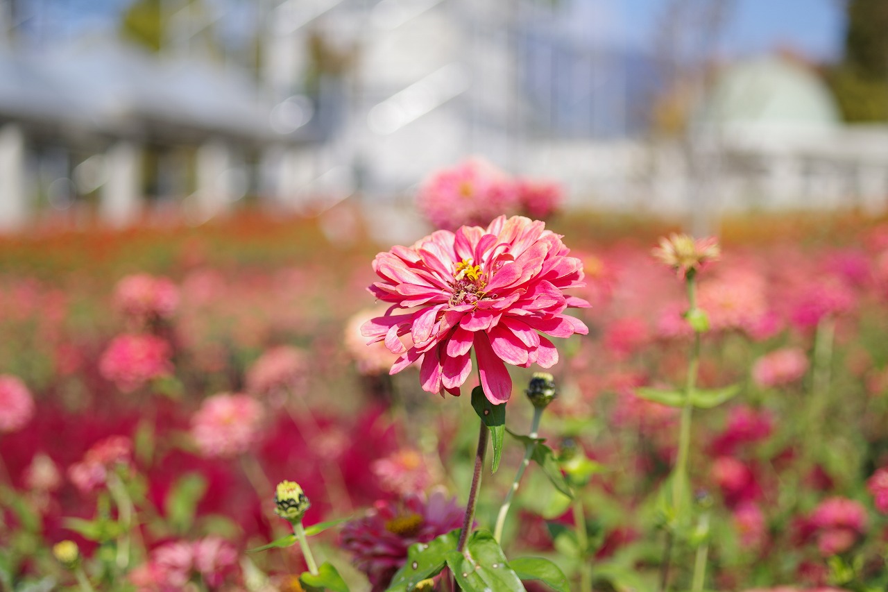 群馬県前橋市の群馬フラワーパークの花々