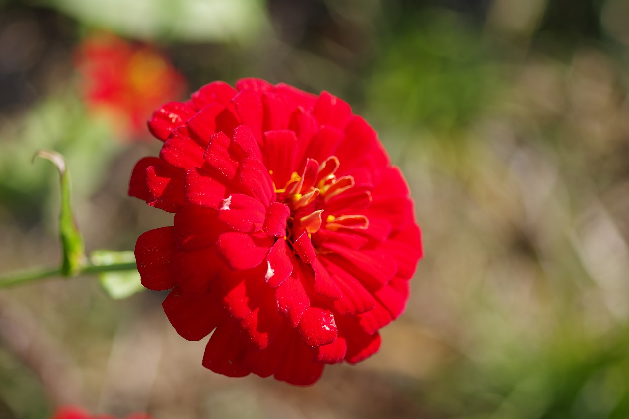 群馬県前橋市の群馬フラワーパークの花々
